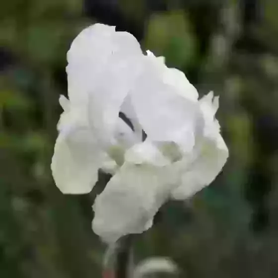 Iris florentina Bearded Iris